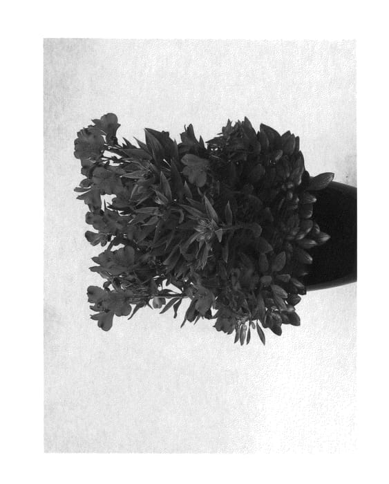 Figure 1 of US plant patent PP26933, the photograph of Koncaband printed in the patent.