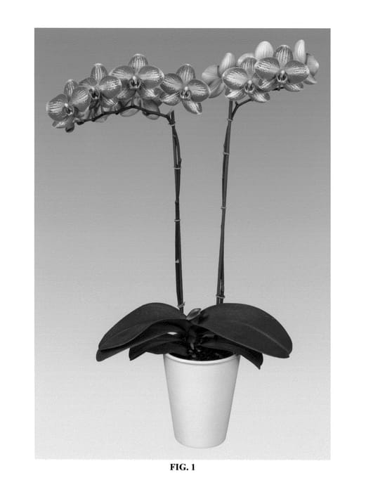 Figure 1 of US plant patent PP26934, the photograph of PHALDESXEN printed in the patent.