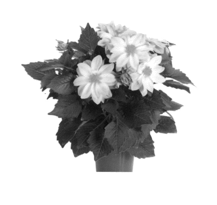 Figure 1 of US plant patent PP26935, the photograph of Fidahgeorgia printed in the patent.
