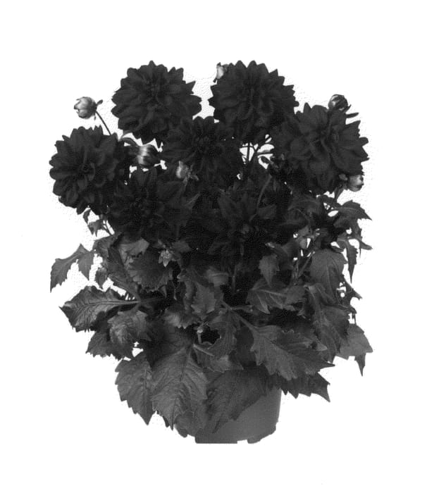 Figure 1 of US plant patent PP26936, the photograph of Fidahhypredvelvet printed in the patent.