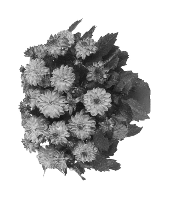 Figure 1 of US plant patent PP26937, the photograph of Fidahhypteqsunrise printed in the patent.