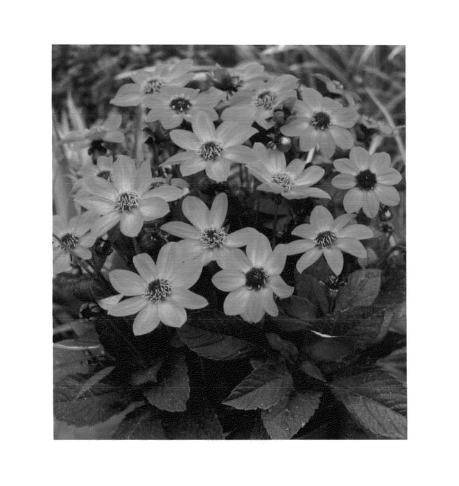 Figure 1 of US plant patent PP26938, the photograph of HDNe33 printed in the patent.