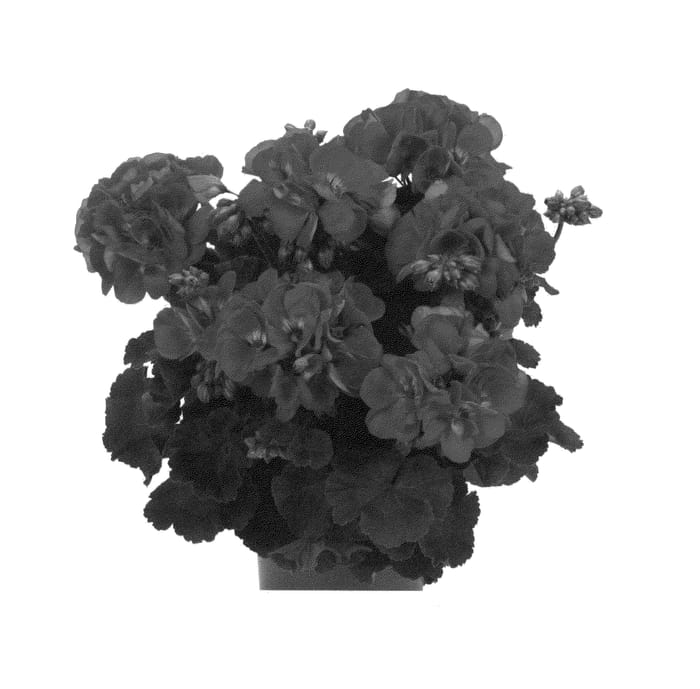 Figure 1 of US plant patent PP26939, the photograph of Duevibu14 printed in the patent.