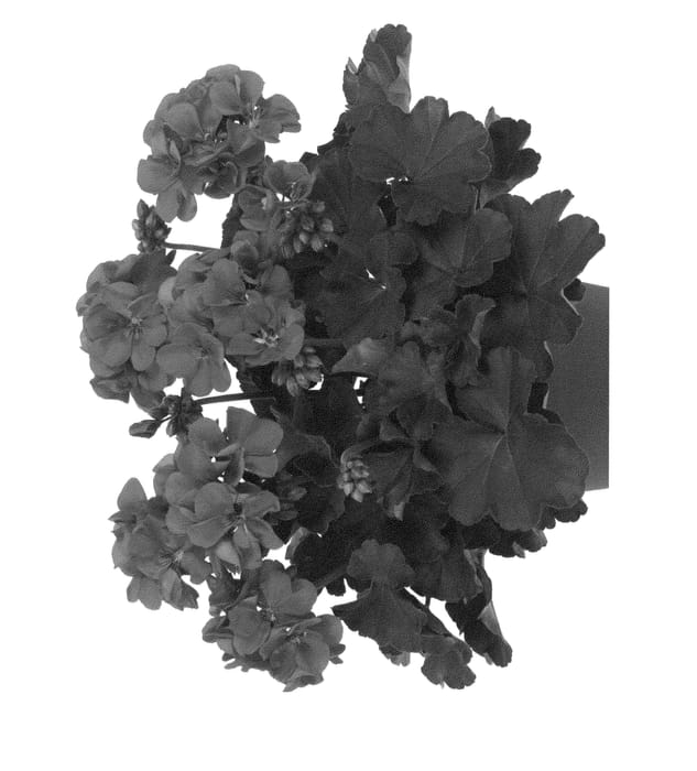 Figure 1 of US plant patent PP26940, the photograph of Duevoreilac printed in the patent.