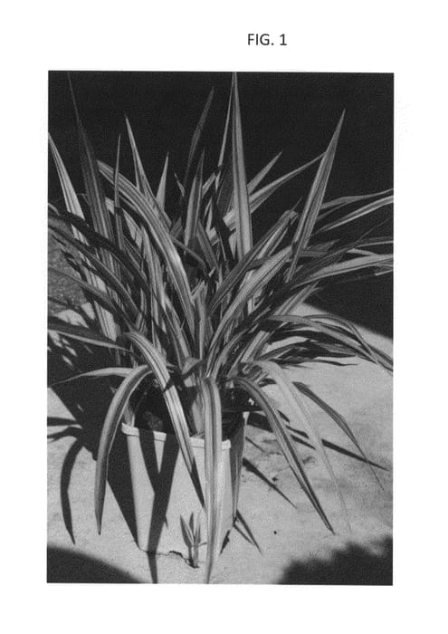 Figure 1 of US plant patent PP26941, the photograph of DCGL printed in the patent.
