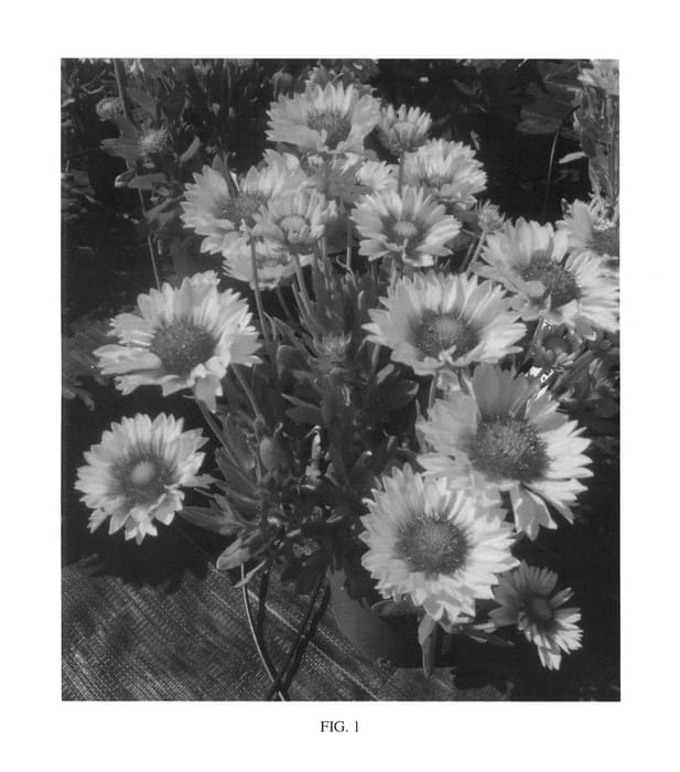 Figure 1 of US plant patent PP26942, the photograph of Sunset Sunrise printed in the patent.