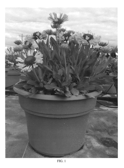 Figure 1 of US plant patent PP26943, the photograph of Fanfare Citronella printed in the patent.