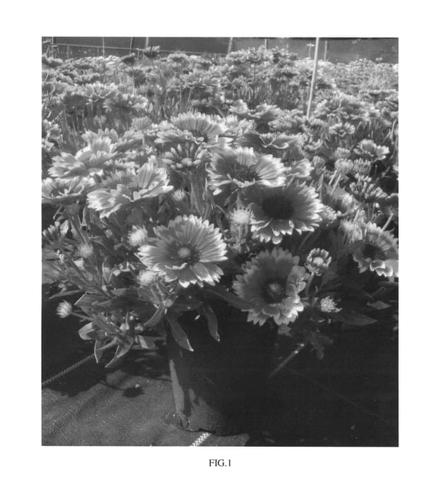 Figure 1 of US plant patent PP26944, the photograph of Sunset Snappy printed in the patent.