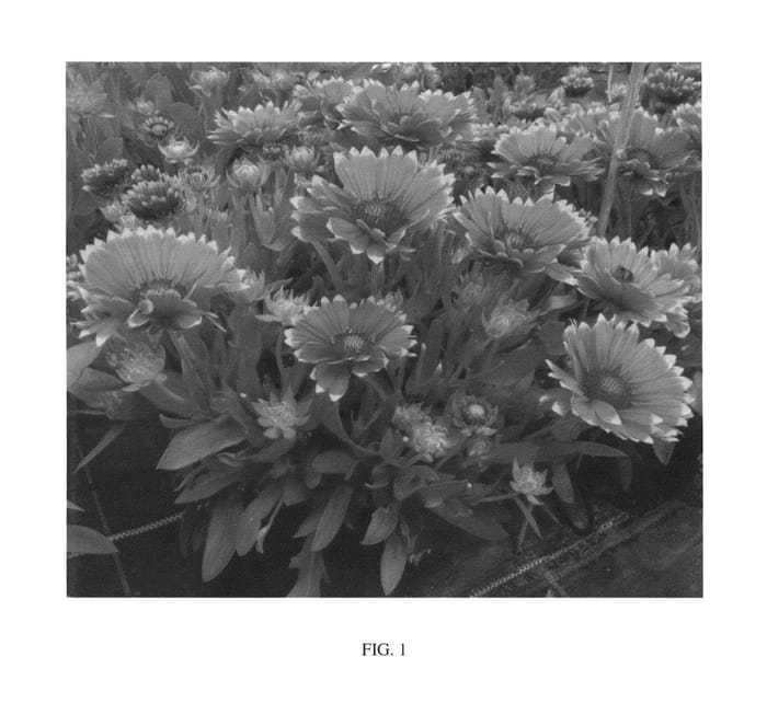 Figure 1 of US plant patent PP26945, the photograph of Sunset Flash printed in the patent.