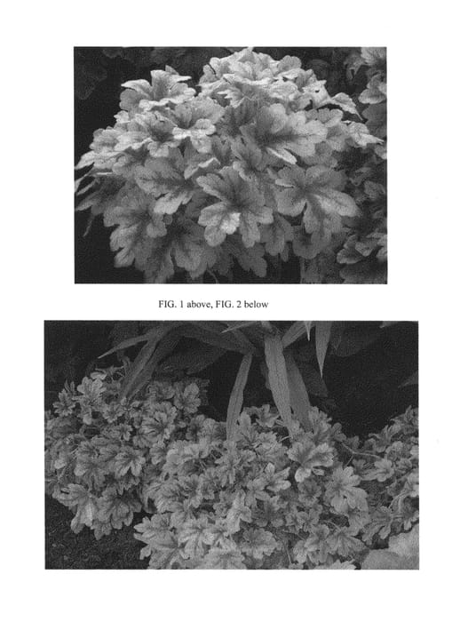 Figure 1 of US plant patent PP26946, the photograph of Mojito printed in the patent.