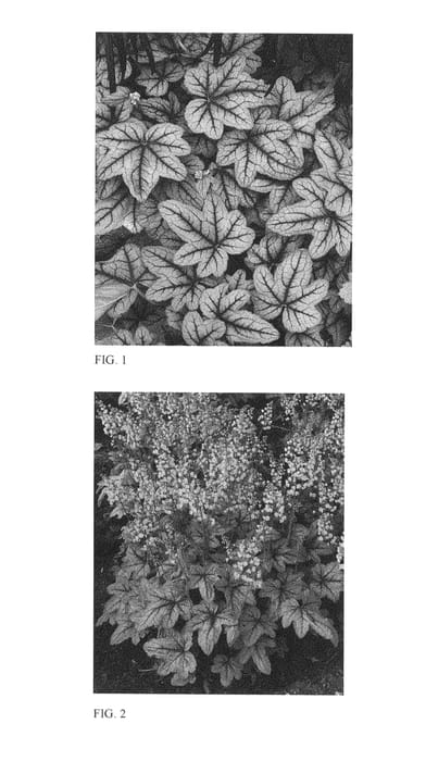 Figure 1 of US plant patent PP26947, the photograph of Pink Fizz printed in the patent.