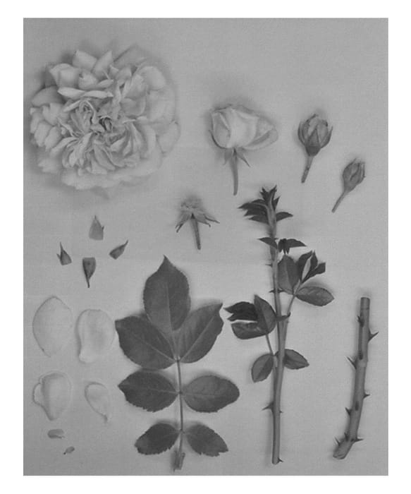Figure 1 of US plant patent PP26948, the photograph of KORswelug printed in the patent.