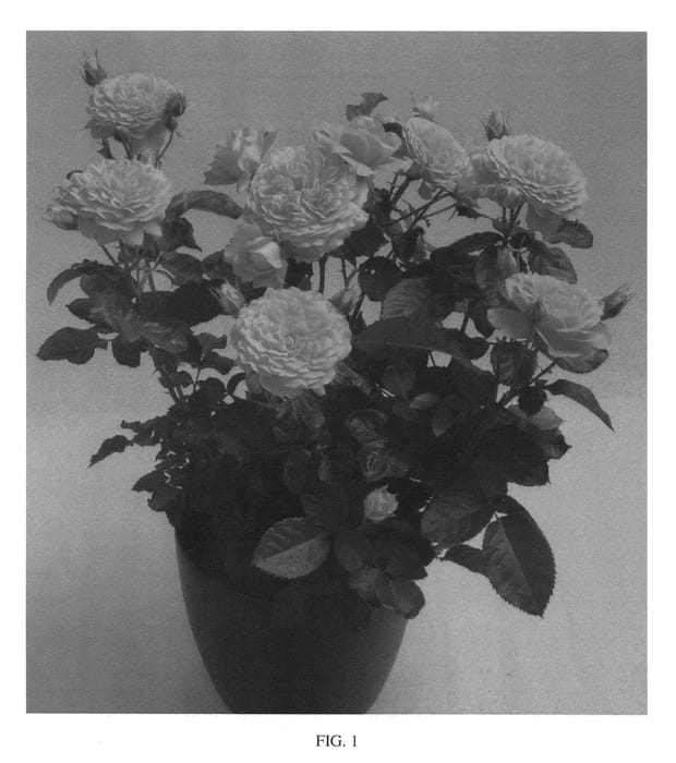 Figure 1 of US plant patent PP26949, the photograph of RUIPE0306C printed in the patent.