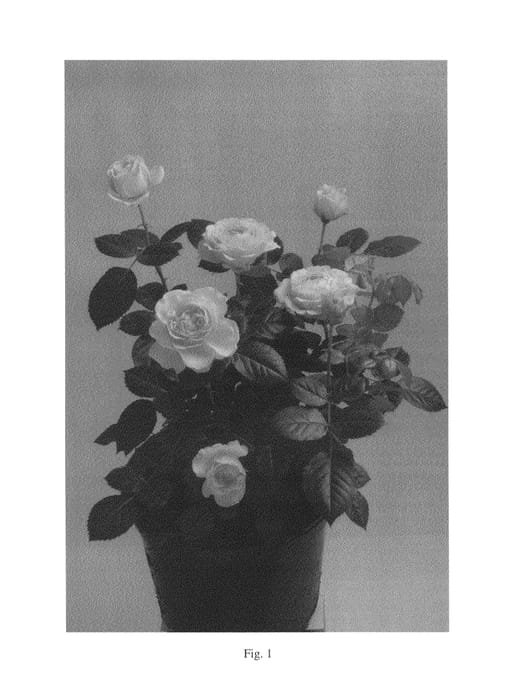 Figure 1 of US plant patent PP26950, the photograph of RUIPE0306B printed in the patent.