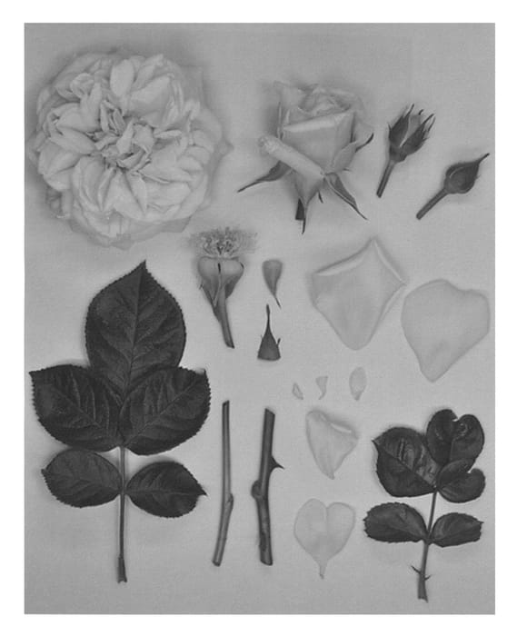Figure 1 of US plant patent PP26951, the photograph of KORangober printed in the patent.