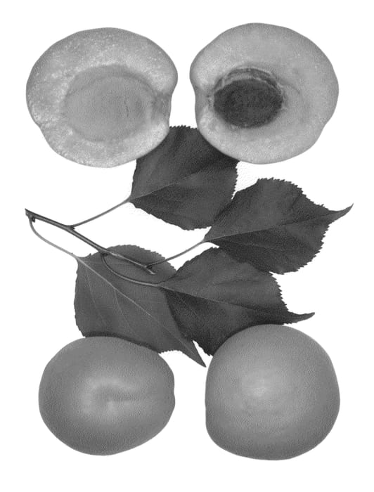 Figure 1 of US plant patent PP26952, the photograph of Huntington printed in the patent.