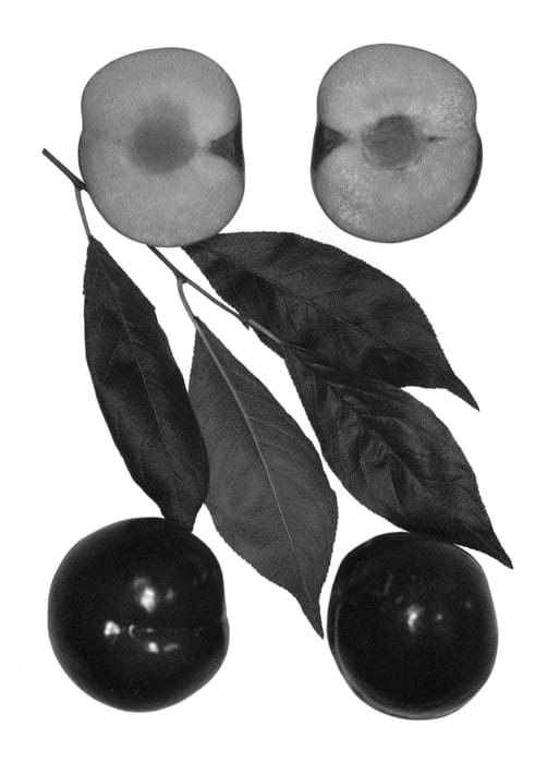 Figure 1 of US plant patent PP26953, the photograph of Zoey Kat printed in the patent.