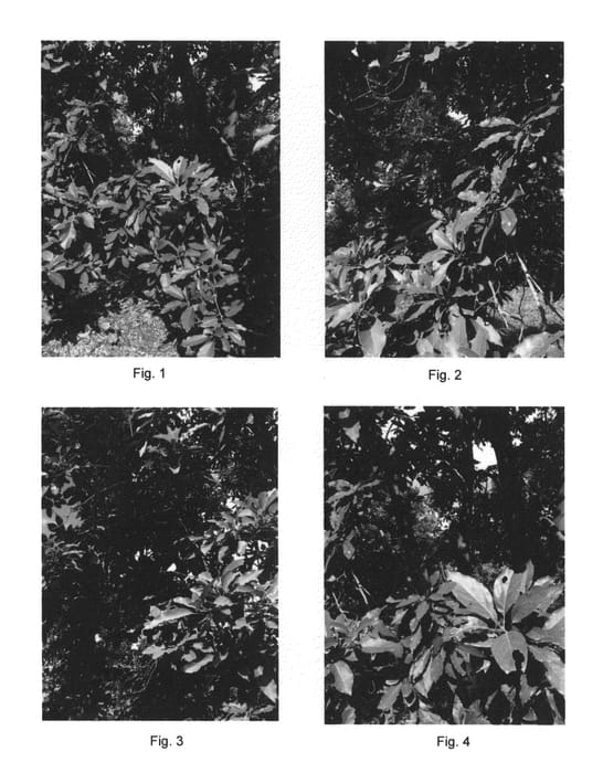 Figure 1 of US plant patent PP26954, the photograph of Lali printed in the patent.