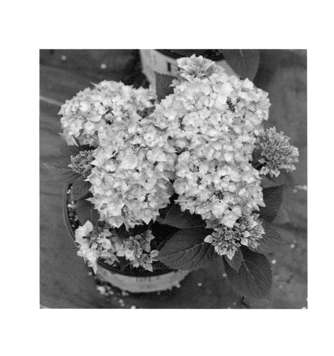 Figure 1 of US plant patent PP26955, the photograph of SMHMNUFB1 printed in the patent.