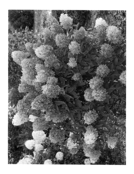 Figure 1 of US plant patent PP26956, the photograph of SMNHPRZEP printed in the patent.