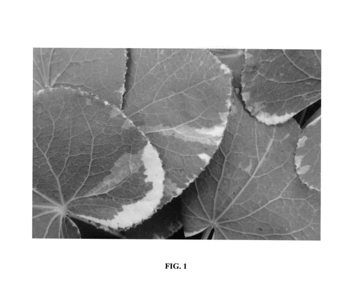 Figure 1 of US plant patent PP26957, the photograph of Crazy Quilt printed in the patent.
