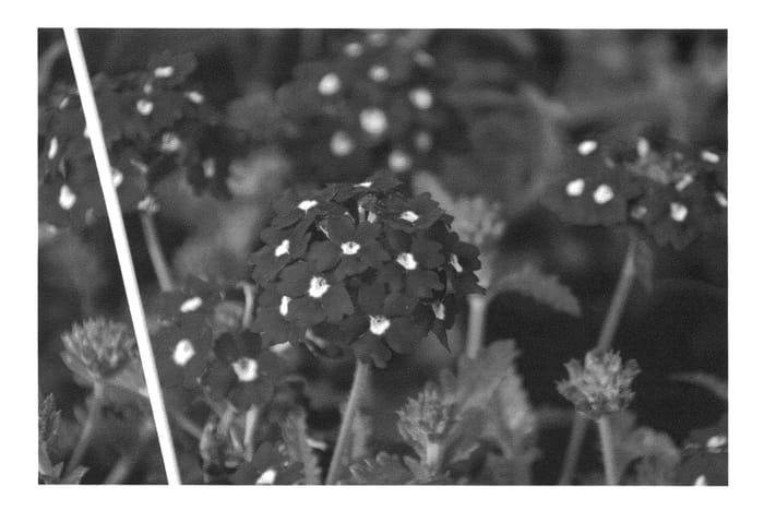 Figure 1 of US plant patent PP26958, the photograph of KLEVP15498 printed in the patent.