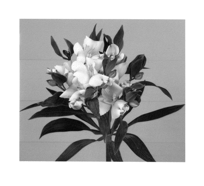 Figure 1 of US plant patent PP26959, the photograph of Zalsacharm printed in the patent.
