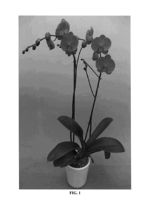 Figure 1 of US plant patent PP26960, the photograph of PHALDRIBIP printed in the patent.