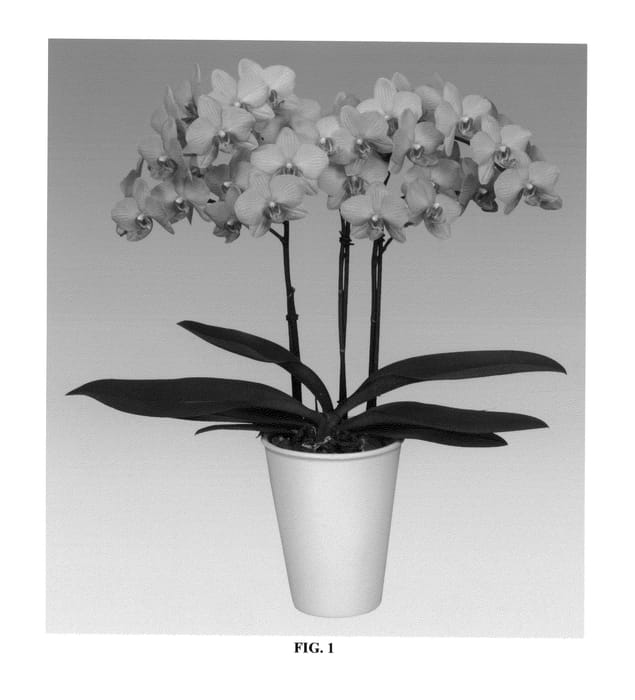 Figure 1 of US plant patent PP26961, the photograph of PHALFYPCI printed in the patent.
