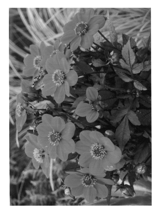 Figure 1 of US plant patent PP26962, the photograph of HDSC18 printed in the patent.