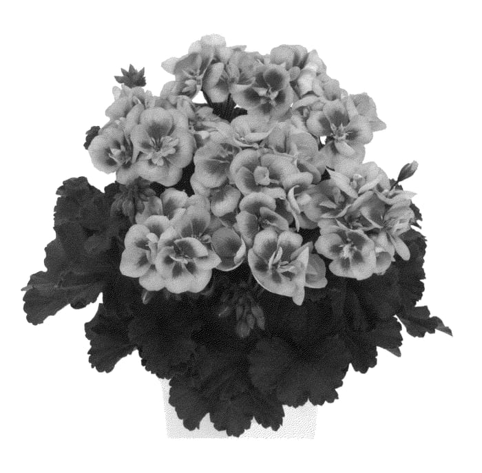 Figure 1 of US plant patent PP26963, the photograph of Duesapinsp printed in the patent.