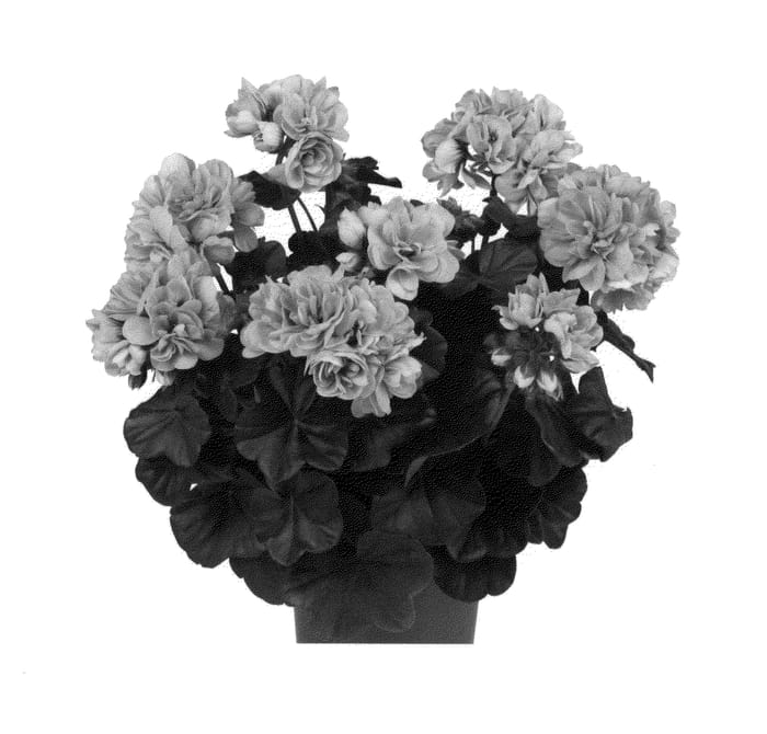 Figure 1 of US plant patent PP26964, the photograph of Duegbofllv printed in the patent.