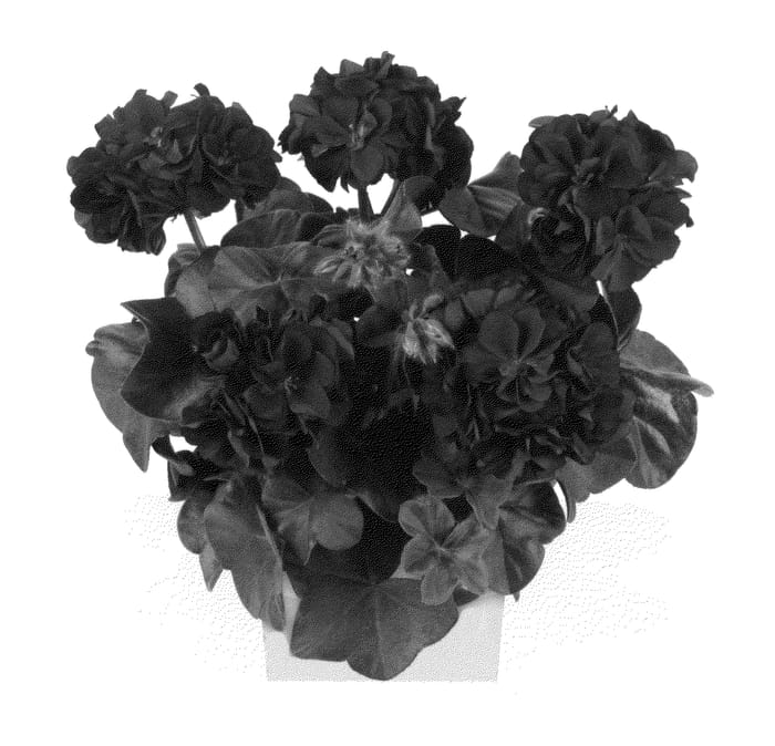Figure 1 of US plant patent PP26965, the photograph of Duegbofm14 printed in the patent.