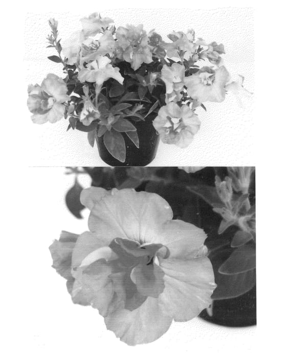 Figure 1 of US plant patent PP26966, the photograph of Sunsurf Pidami printed in the patent.
