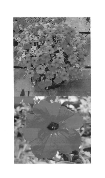 Figure 1 of US plant patent PP26967, the photograph of Sunbui Sairemi printed in the patent.
