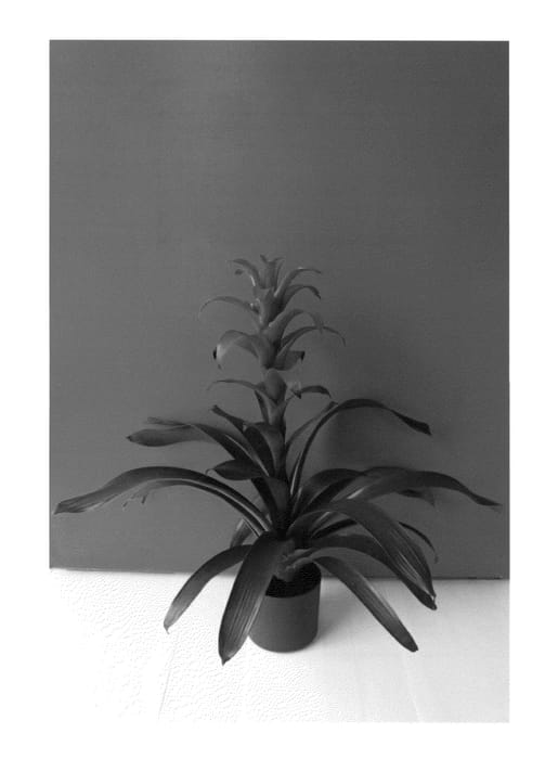 Figure 1 of US plant patent PP26968, the photograph of Flo printed in the patent.