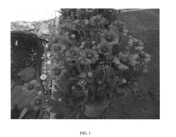 Figure 1 of US plant patent PP26969, the photograph of Celebration printed in the patent.