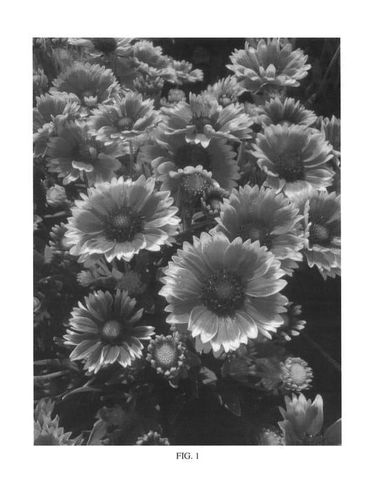 Figure 1 of US plant patent PP26970, the photograph of Sunset Cutie printed in the patent.