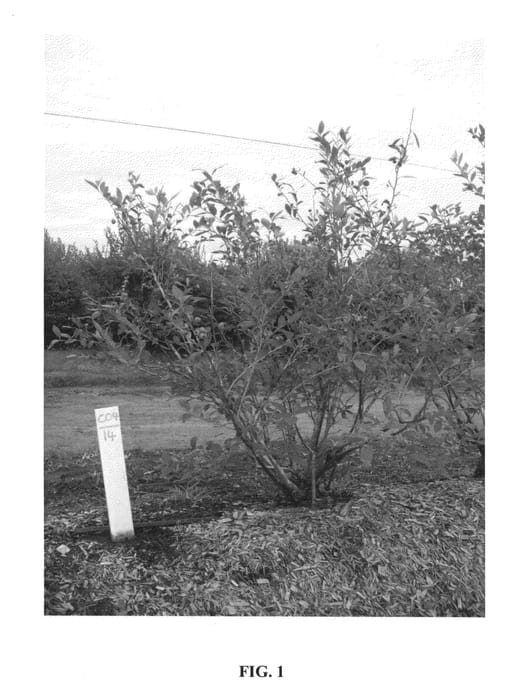 Figure 1 of US plant patent PP26971, the photograph of C04-014 printed in the patent.