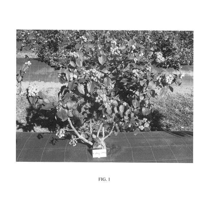 Figure 1 of US plant patent PP26972, the photograph of Ridley 3402 printed in the patent.