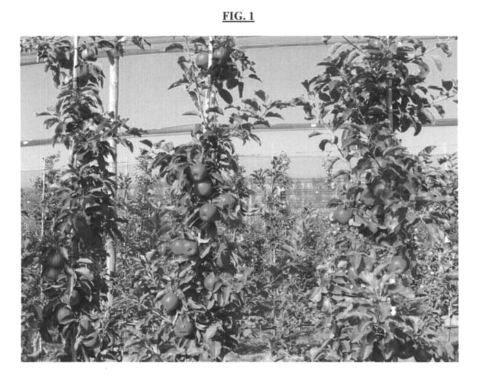 Figure 1 of US plant patent PP26973, the photograph of CIV323 printed in the patent.