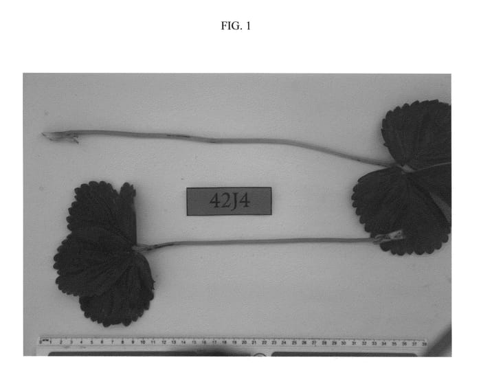 Figure 1 of US plant patent PP26974, the photograph of Lucia printed in the patent.