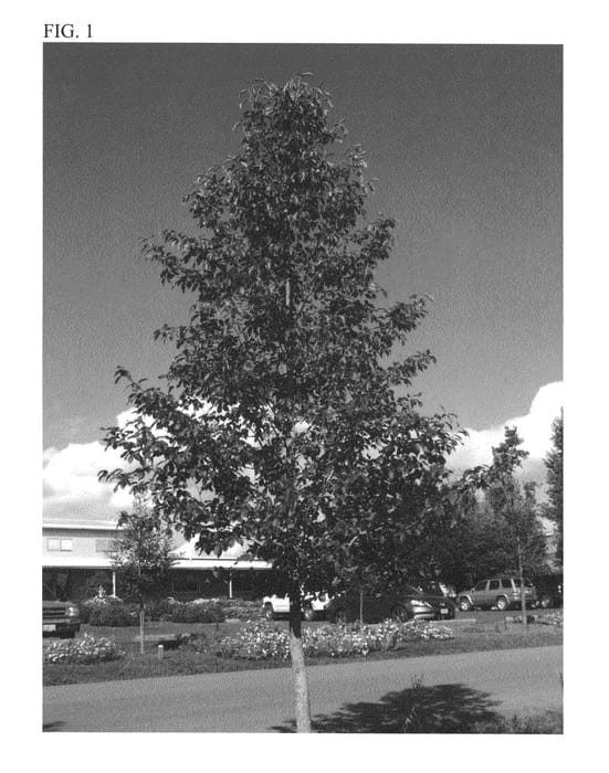 Figure 1 of US plant patent PP26975, the photograph of JFS-red printed in the patent.