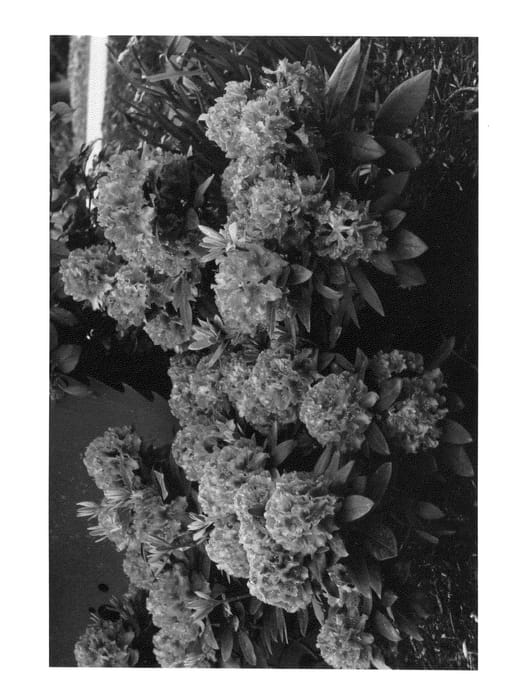 Figure 1 of US plant patent PP26976, the photograph of LavJ2011 printed in the patent.