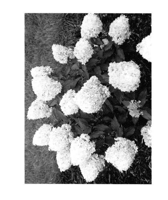 Figure 1 of US plant patent PP26977, the photograph of SMNHPPINKA printed in the patent.