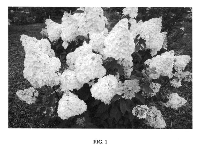 Figure 1 of US plant patent PP26978, the photograph of REN101 printed in the patent.