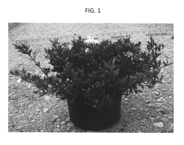 Figure 1 of US plant patent PP26979, the photograph of KEN04 printed in the patent.