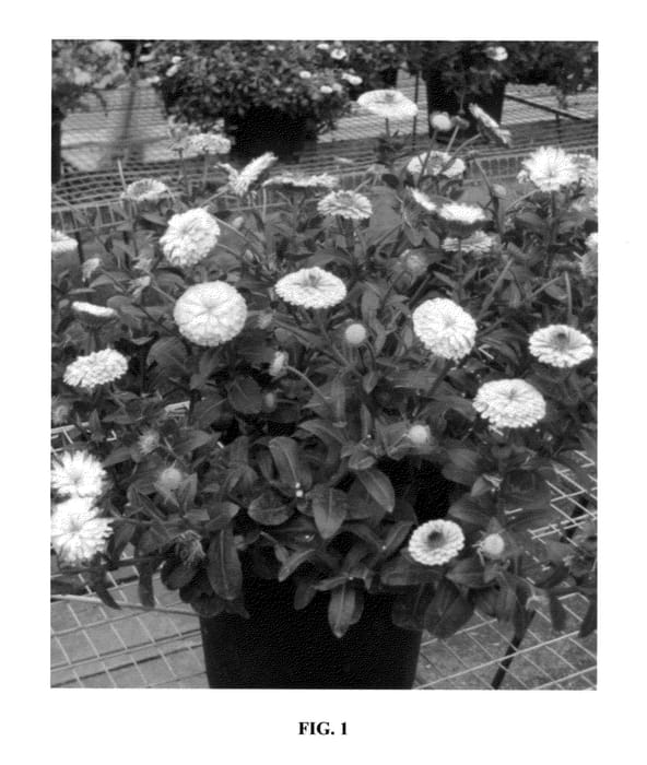 Figure 1 of US plant patent PP26980, the photograph of 20123-57D printed in the patent.