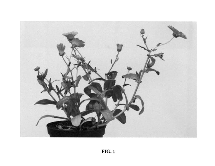 Figure 1 of US plant patent PP26981, the photograph of 20123-91D printed in the patent.