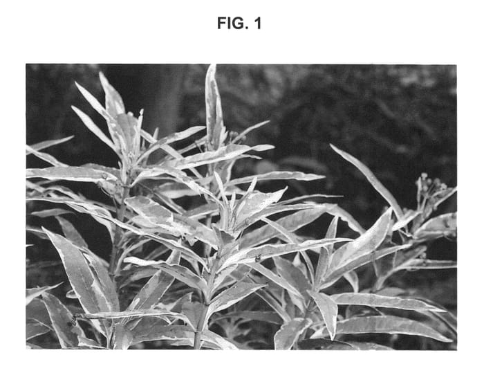 Figure 1 of US plant patent PP26982, the photograph of Charlotte's Blush printed in the patent.